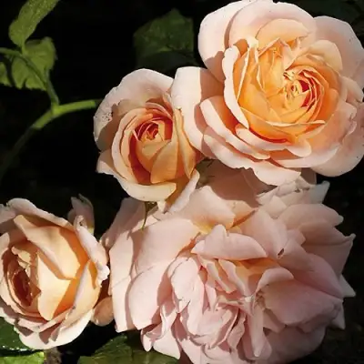 Роза ГЕЙША чайно-гибридная в Светлогорске