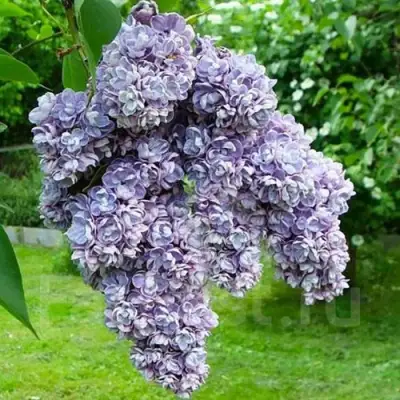 Сирень АМИ ШОТТ в Светлогорске