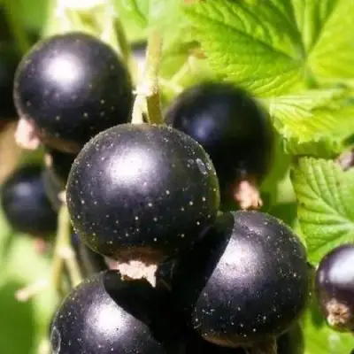 Смородина черная ЧЕРНООКАЯ в Светлогорске