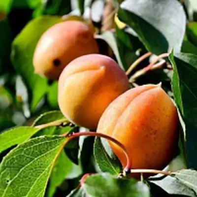 Абрикос БАЙ в Светлогорске