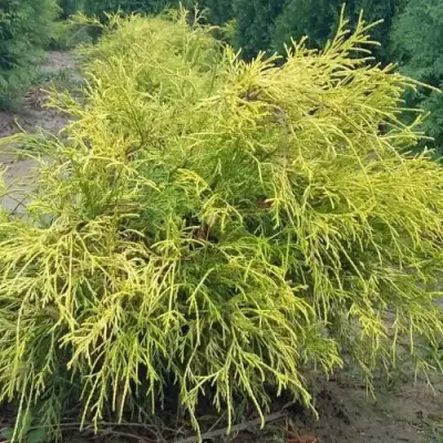 Кипарисовик ФИЛИФЕРА АУРЕА горохоплодный в Светлогорске