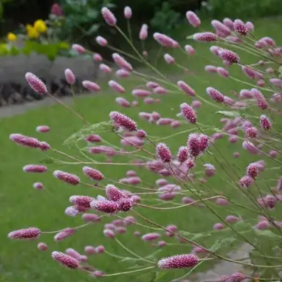 Кровохлебка РОК ЭНД РОЛЛ в Светлогорске