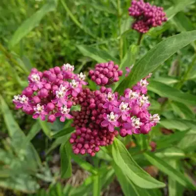 Ваточник МЯСО-КРАСНЫЙ в Светлогорске