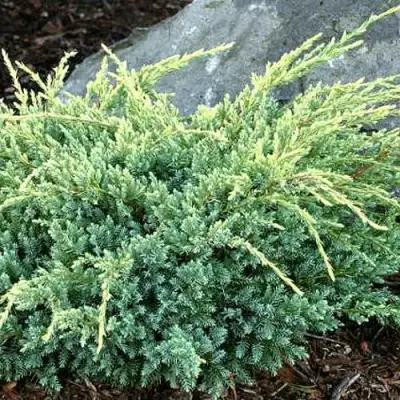 Можжевельник ХОЛГЕР чешуйчатый в Светлогорске