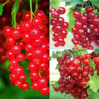 Комплект КРАСНЫЙ УРОЖАЙ в Светлогорске