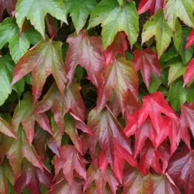 Девичий виноград тройчатый ВИЧИ в Светлогорске