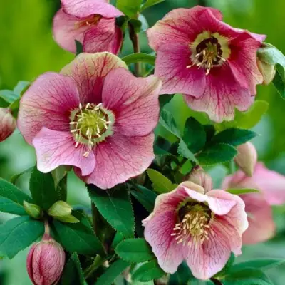 Морозник ВОСТОЧНЫЙ в Светлогорске