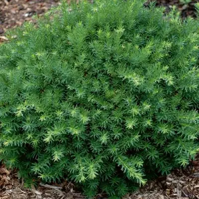 Тис ХИКСИ средний в Светлогорске