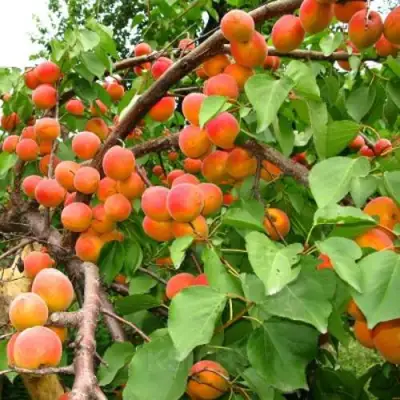 Абрикос ОТБОР АСТАХОВА в Светлогорске