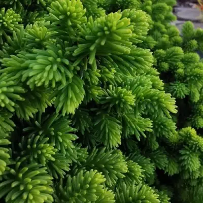 Ель ЛИТЛ ДЖЕМ обыкновенная в Светлогорске