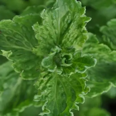 Мята КРИСПА в Светлогорске