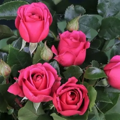 Роза ЛАВ ЛЕТТЕР флорибунда в Светлогорске