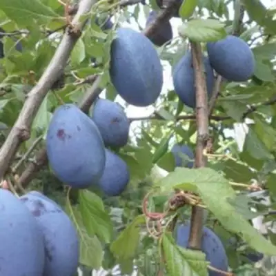 Слива ГИЛЬБЕРТ в Светлогорске