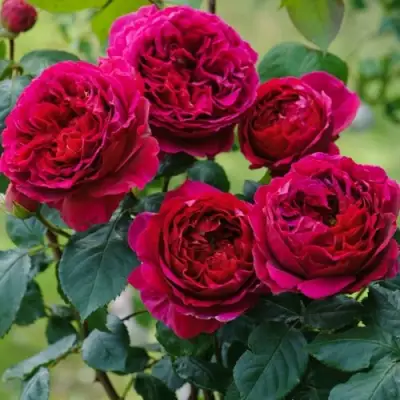 Роза КЕЙТ английская в Светлогорске