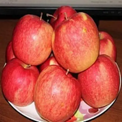 Яблоня ЛИГОЛ в Светлогорске