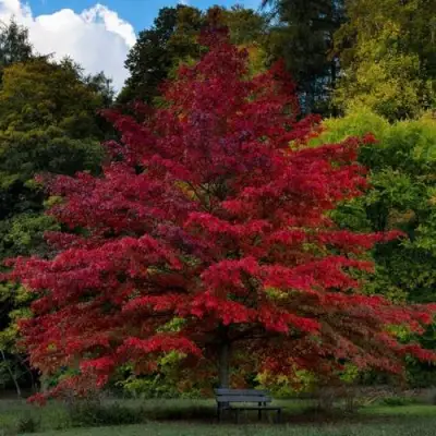 Дуб болотный в Светлогорске