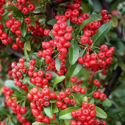 Пираканта РЕД КУИШОН в Светлогорске