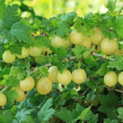 Крыжовник БЕРИЛЛ в Светлогорске