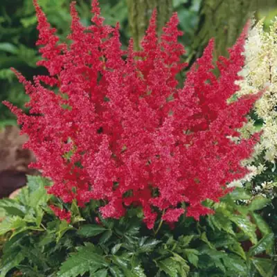 Астильба МОНТГОМЕРИ японская в Светлогорске