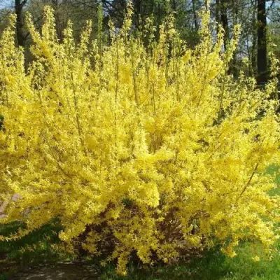 Форзиция ФОРЧУНА в Светлогорске