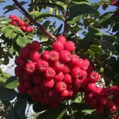 Рябина МОРАВСКАЯ сладкоплодная в Светлогорске