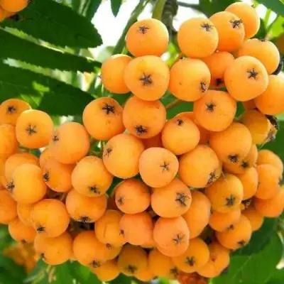 Рябина НЕВЕЖИНСКАЯ ЖЕЛТАЯ сладкоплодная в Светлогорске