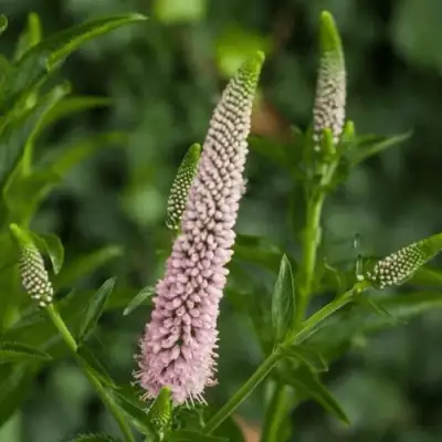 Вероника ФЕСТ ЧОЙС длиннолистная в Светлогорске
