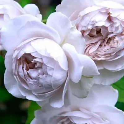 Роза ГРИЗЕЛИС шраб в Светлогорске