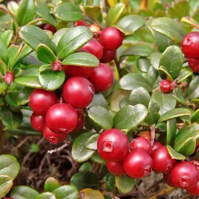 Брусника садовая АМЕРЛАНД в Светлогорске