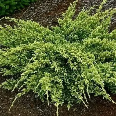 Можжевельник ДРИМ ДЖОЙ чешуйчатый в Светлогорске