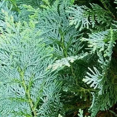 Кипарисовик КОЛУМНАРИС лавсона в Светлогорске