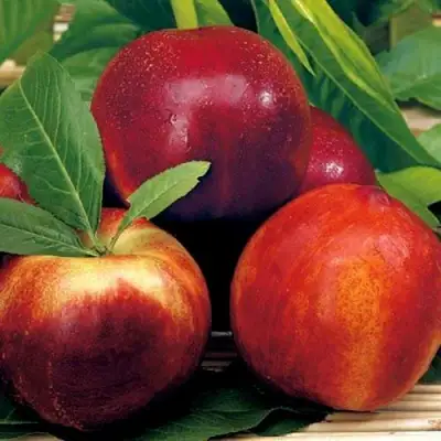 Нектарин СТАРК РЕД ГОЛД в Светлогорске