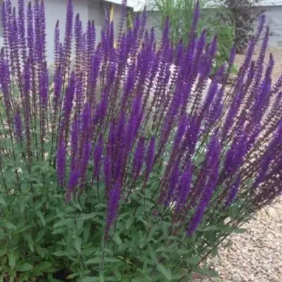 Шалфей КАРАДОНА в Светлогорске