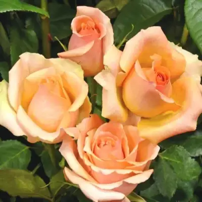 Роза ВЕРСИЛИЯ чайно-гибридная в Светлогорске