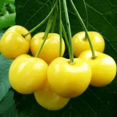 Черешня ПОДСНЕЖНИК в Светлогорске