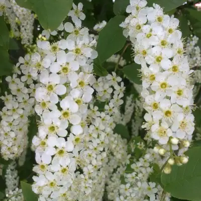 Черемуха САМОПЛОДНАЯ в Светлогорске