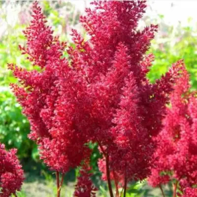 Астильба СКАЙСКРЕЙПЕР китайская в Светлогорске