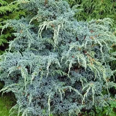 Можжевельник БЛЮ АЛЬПС китайский  в Светлогорске