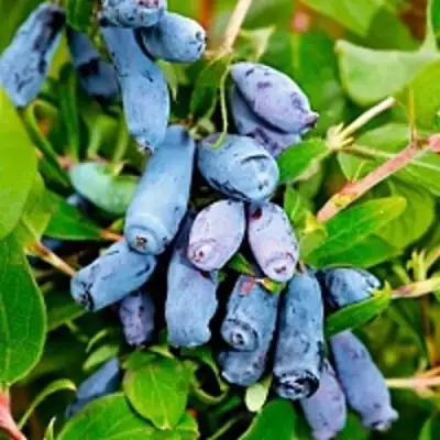 Жимолость съедобная БАКЧАРСКИЙ ВЕЛИКАН в Светлогорске