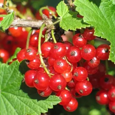 Смородина красная РАЧКОВСКАЯ в Светлогорске