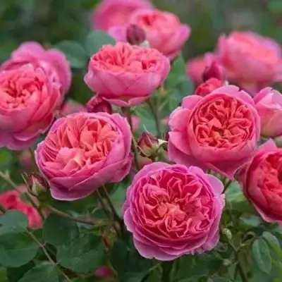 Роза БЕНДЖАМИН БРИТТЕН шраб в Светлогорске