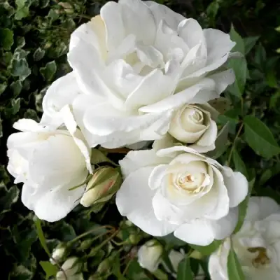 Роза АЙСБЕРГ флорибунда в Светлогорске