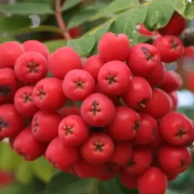 Рябина АЛАЯ КРУПНАЯ сладкоплодная в Светлогорске