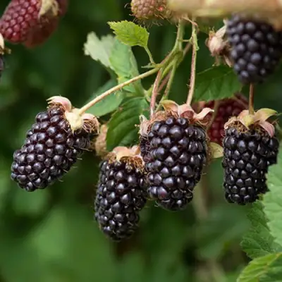 Ежемалина БОЙСЕНБЕРРИ в Светлогорске