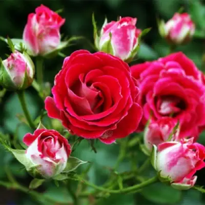 Роза ШОНЕ КОБЛЕНЦЕРИН флорибунда в Светлогорске