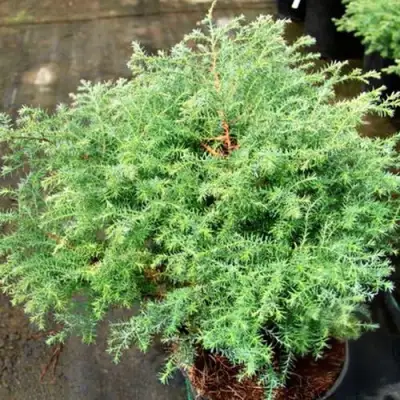 Кипарисовик СКВАРРОЗА горохоплодный в Светлогорске