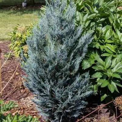 Кипарисовик ДАРТС БЛЮ РИББОН лавсона в Светлогорске