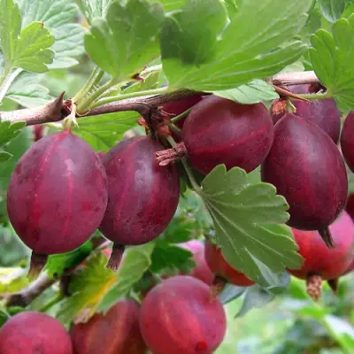 Крыжовник ХИННОМАКИ РОТ в Светлогорске