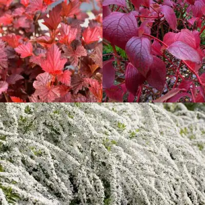 Комплект ЖИВАЯ ИЗГОРОДЬ в Светлогорске