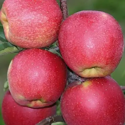 Яблоня ЧЕМПИОН в Светлогорске